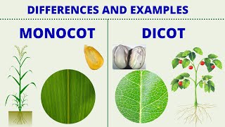 MONOCOT vs DICOT  Differences between Monocotyledon and Dicotyledon with Examples  Science Lesson [upl. by Giarla]