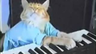 JUST DISCOVERED  Keyboard Cats RARE Alternate Take [upl. by Anoel104]