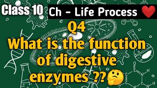 What is the function of digestive enzymes🤔🤔  Study Time [upl. by Marlena]