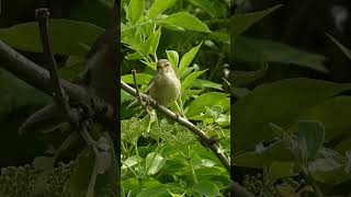 Chiffchaff singing in spring common chiffchaff [upl. by Pennie]