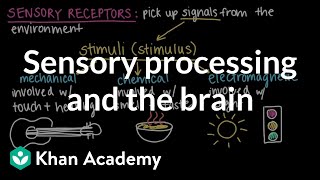 Sensory processing and the brain  Cells and organisms  Middle school biology  Khan Academy [upl. by Asilad]