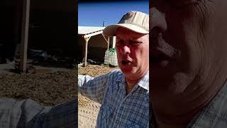 Preppers Shorts 013 – More Wood Chips For The Prepper Garden garden preppergarden [upl. by Yelyab]