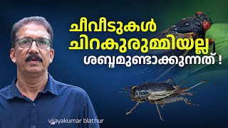 ചീവീടുകളെല്ലാം ചിറകുരുമ്മിയല്ല ഒച്ചയുണ്ടാക്കുന്നത് Crickets  Cicadas making sounds differently [upl. by Elbag341]