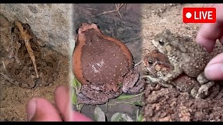 🐸🐸 Boing Web Catching Frog fly Funny Frog Jumping Frog [upl. by Baras652]