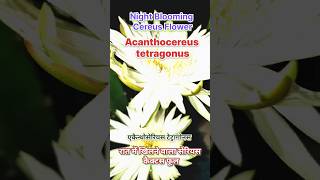 रात में खिलने वाला फूल🪷  Night Blooming Cereus Cactus Flower🌵cactusflower cactus naturelovers [upl. by Ahsinahs]