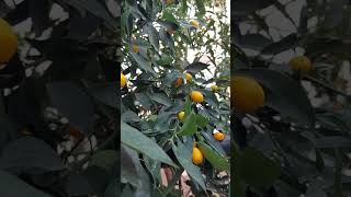 November Kumquats are ripening turkey nature fethiye travel nature kumquat november [upl. by Marijo]