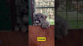 Snow Leopards The Ultimate HighFlying Feline animals wildanimalfacts babyanimals [upl. by Aramac]