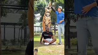 tiger lion animals wildlife pets music dance love song dancer [upl. by Aicital]