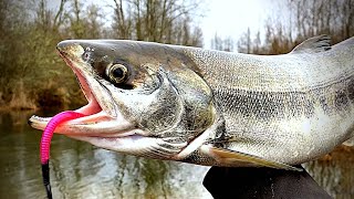 WINTER Salmon amp Steelhead Fishing  Washington 4K [upl. by Laddy]