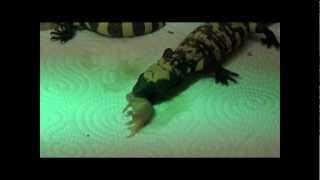 Gila Monsters Heloderma suspectum Feeding [upl. by Valley]