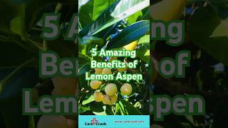 5 Amazing Benefits of Lemon Aspen  carecrash [upl. by Oirevas]