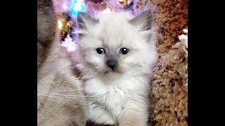 Gorgeous Siamese and Balinese Christmas Kittens [upl. by Eceryt78]