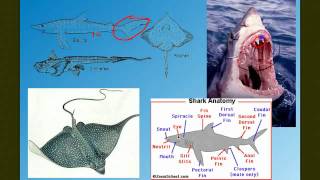 Vertebrate Diversity The Fish [upl. by Baniaz]