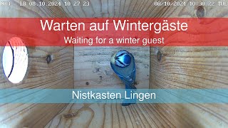 Nistkasten 3  Warten auf Wintergäste  Waiting for a winter guest [upl. by Juline]