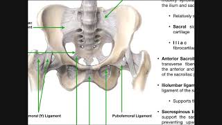 The Sacroiliac Joint Part 1  Major Ligaments amp Structures [upl. by Cox]