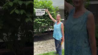 🪚How To Prune Overgrown Shrubs Dont Be Afraid💪 [upl. by Elmina]