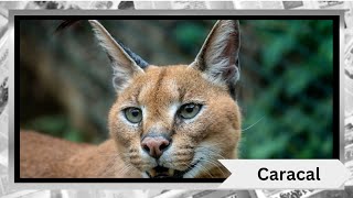 The Fascinating World of Caracals 🐱✨ [upl. by Petey148]