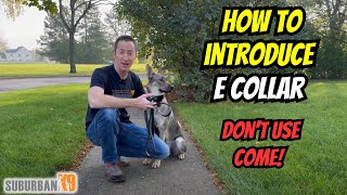 E Collar Training For Beginners Acclimation to Stim [upl. by Etnuahc804]