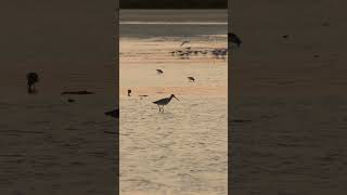 Bartailed Godwit SandpipersBird photographyQatar shorts [upl. by Gader]