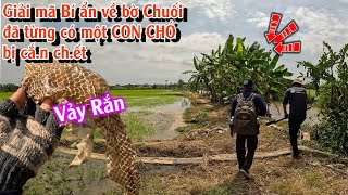 Bắt được CON RẮN ngay đúng vị trí của CHÚ CHÓ bị cắn chết  TGSB 1022 [upl. by Eidoc]