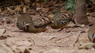 Barbacked Partridge Arborophila brunneopectus [upl. by Cassell]