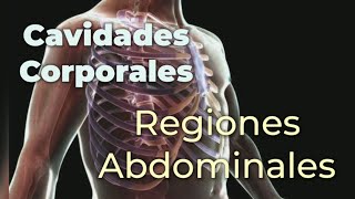 Anatomia y musculos del abdomen [upl. by Aliehs]