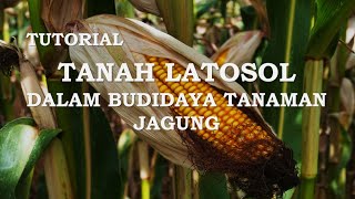 TUTORIAL Teknis Memanipulasi Tanah Latosol untuk Budidaya Tanaman Jagung yang baik [upl. by Ancier]