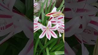 Crinum lilies bloom in the garden are extremely beautiful and then wither in their cycle [upl. by Dalohcin]