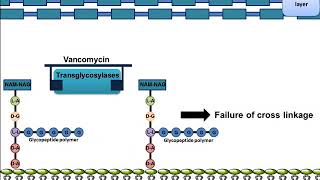 Vancomycin Mechanism of Action [upl. by Noevart]