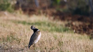 lOutarde canepetière [upl. by Nyer]