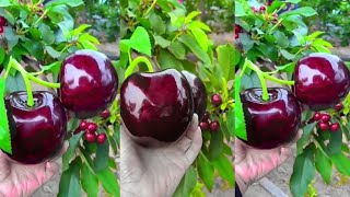 cherry fruit cherry ka fruit mazedar taste ke sath  Gilgit ke mashoor cherry [upl. by Niddala]