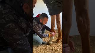 Fetlock Chiropractic [upl. by Thgiwed]