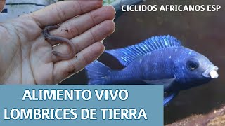 Alimento vivo ciclidos Lombriz de tierra [upl. by Yardley]