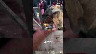 Why is this Goat Burning Itself [upl. by Halimak]