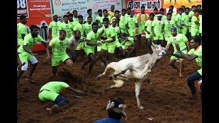 Jallikattu in Madurai 29 injured [upl. by Abijah]