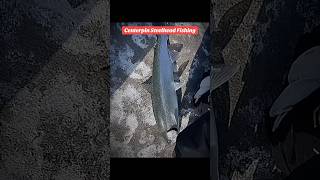 Centerpin steelhead fishing fypシ゚ steelhead ontario [upl. by Lecirg]