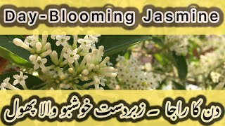 Din ka Raja  DayBlooming Jasmine  Cestrum diurnum  King of the day flowers  Cestrum blooms [upl. by Norene862]