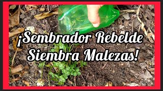 SeMBRADOR REBELDE SIEMBRA quotMALEZASquot herbalmedicine Raúl Recicla [upl. by Yslehc670]