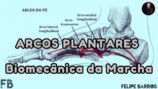 ARCOS PLANTARES  Quais as suas características e funções na marcha  Prof Felipe Barros [upl. by Daveta]