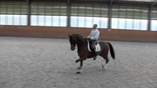 Torino  KWPN by Kennedy x Saros xx  PSG Horse for Sale [upl. by Valleau879]