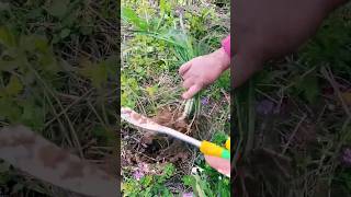 agritools farmer life tonglufeng agriculture agritool youtubeshorts viral [upl. by Fast]