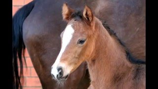 wwwreitschulesandbrinkde foal FLAMBEAU  DON DIAMOND Dressage [upl. by Vareck]