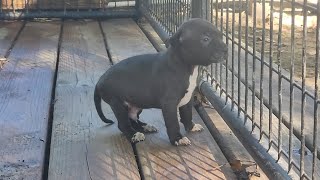 KENDRICK KENNELS KENDRICKS REAPER X KENDRICKS GRISELDA [upl. by Britt352]