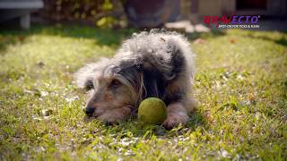 Bravecto® SpotOn For Dogs [upl. by Mcwilliams]