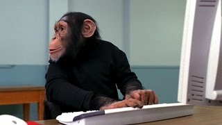 Chimps Can Beat Your Kindergartener at Video Games [upl. by Akinam]