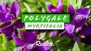 Réussir la culture du POLYGALE A FEUILLES DE MYRTE [upl. by Borszcz]