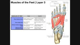 Intrinsic Muscles of the Feet Part 2  Layers 3 amp 4 [upl. by Irrot308]