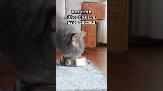 British Shorthair Cats are CHONKS [upl. by Cesya]