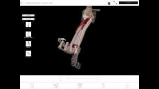 LearnVisible Body  Forearm Pronation and Supination [upl. by Akemehs]