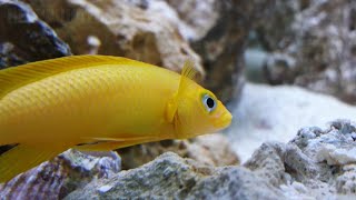 Lemon cichlid Neolamprologus leleupi African cichlid [upl. by Ravi419]